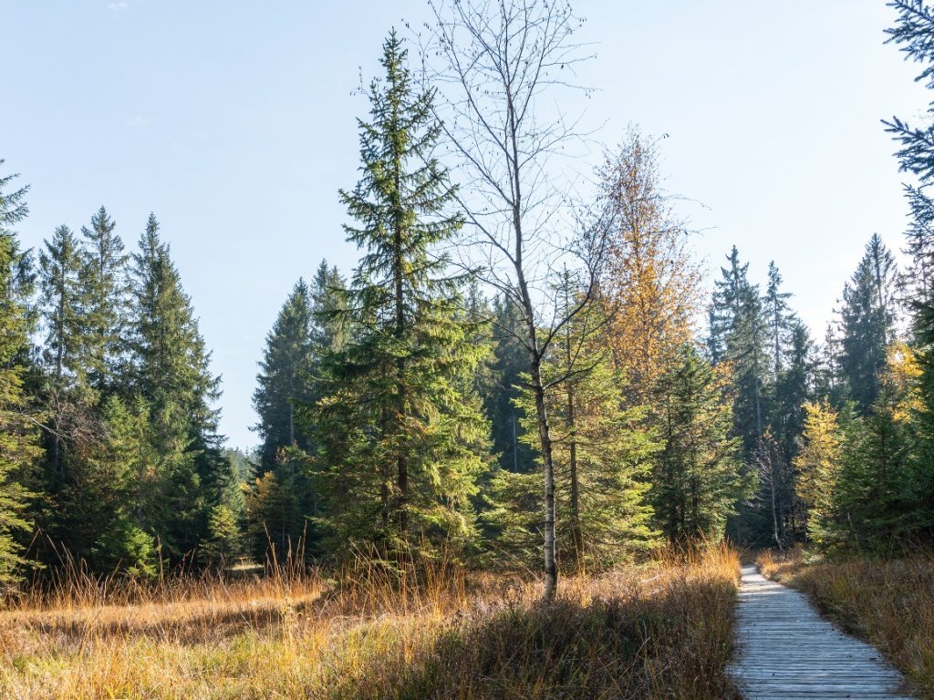 Hochmoor Fohramoos am Bödele