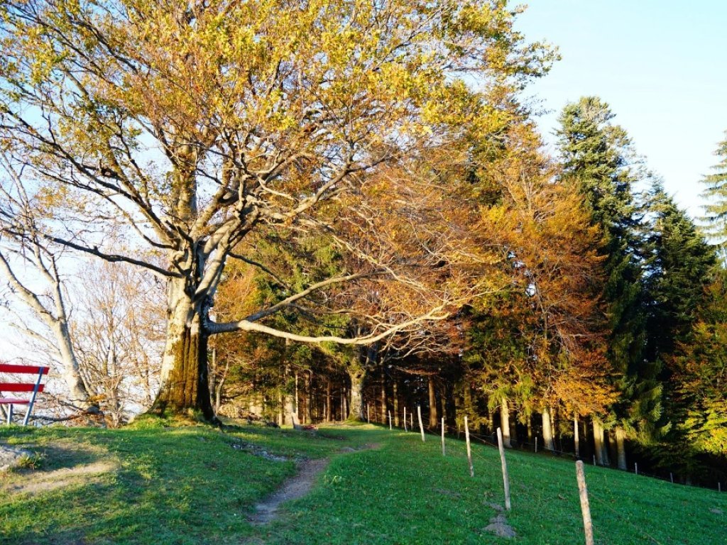 Der Brüggelekopf im Herbst