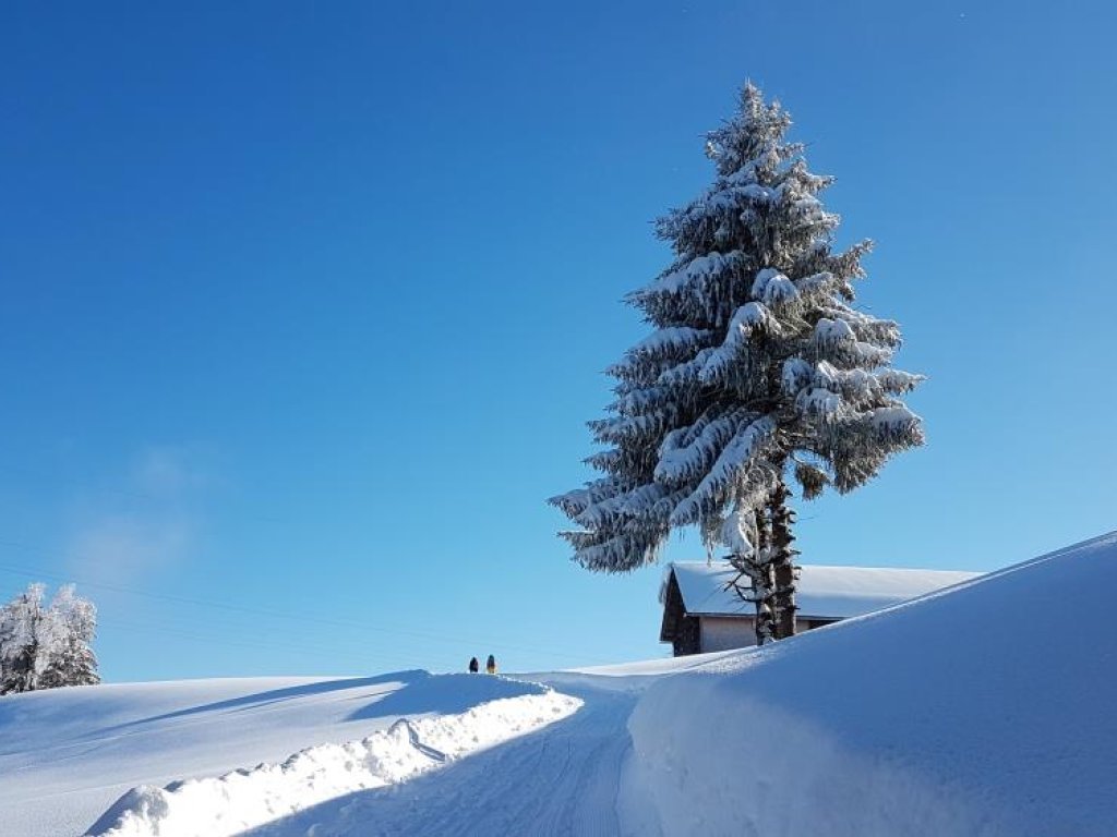 Rodelbahn Brüggelekopf, Alberschwende